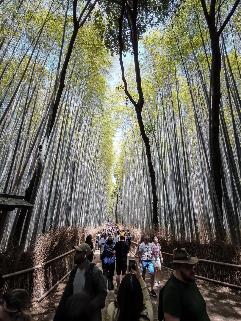 Bambusvý les Arashiyama
